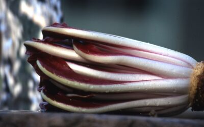 Il Radicchio Rosso di Treviso IGP tardivo
